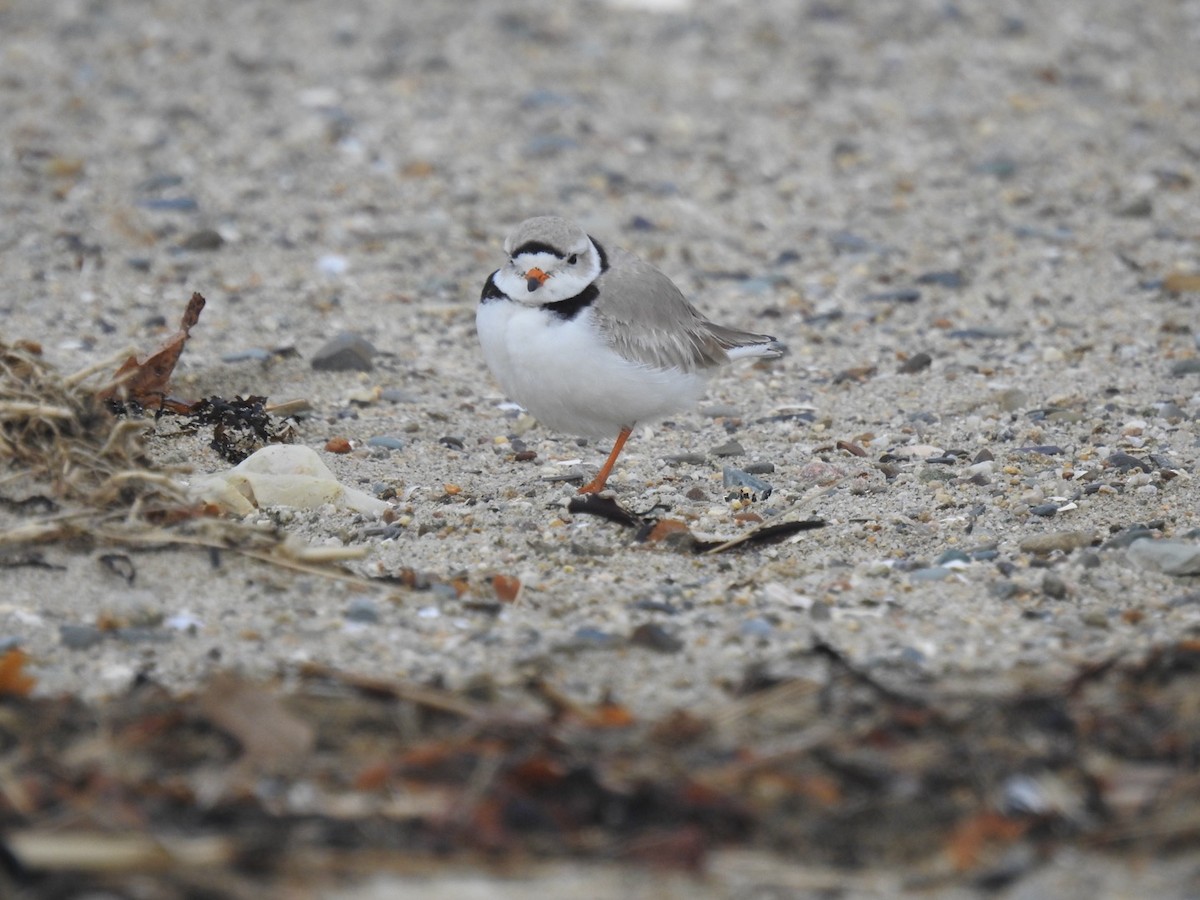 Piping Plover - ML616789424