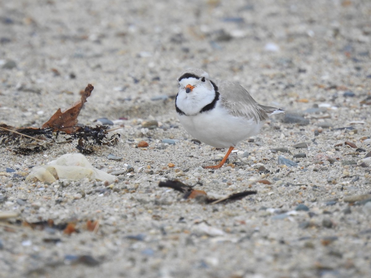 Piping Plover - ML616789425