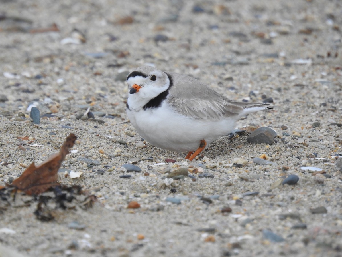Piping Plover - ML616789426