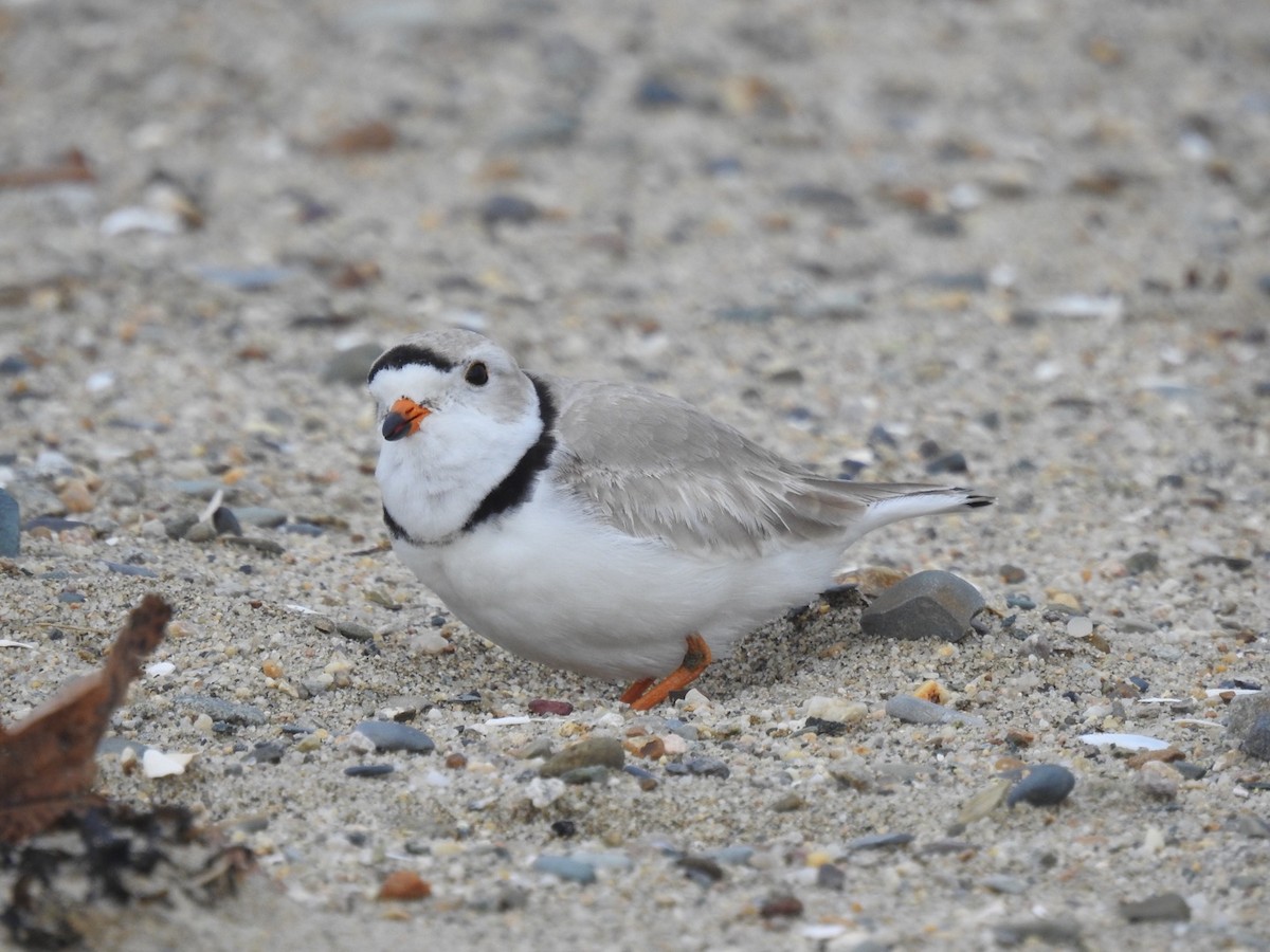 Piping Plover - ML616789427
