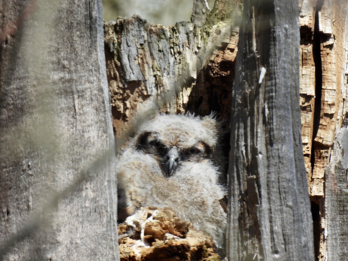 Great Horned Owl - ML616789437