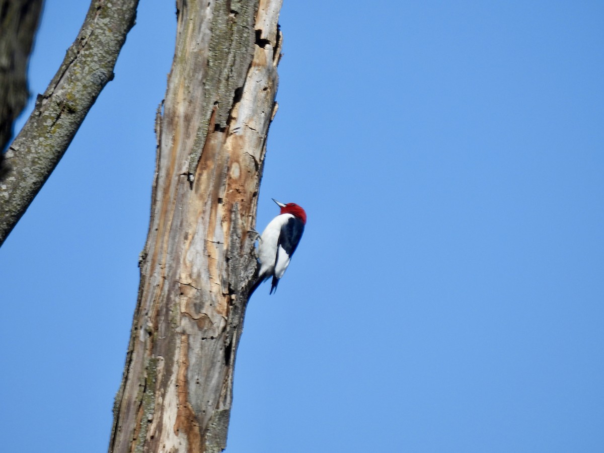 Red-headed Woodpecker - ML616789455