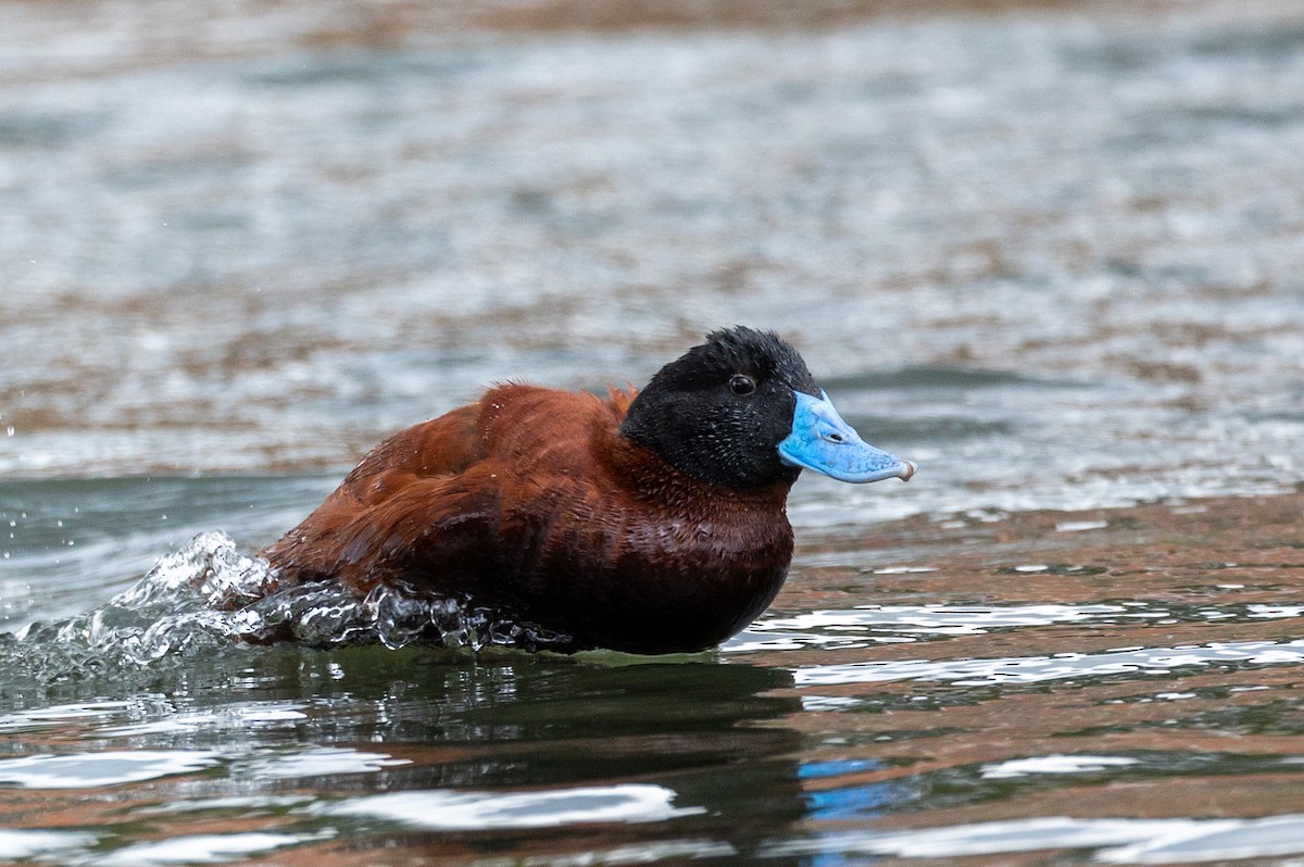 Andean Duck - ML616789599