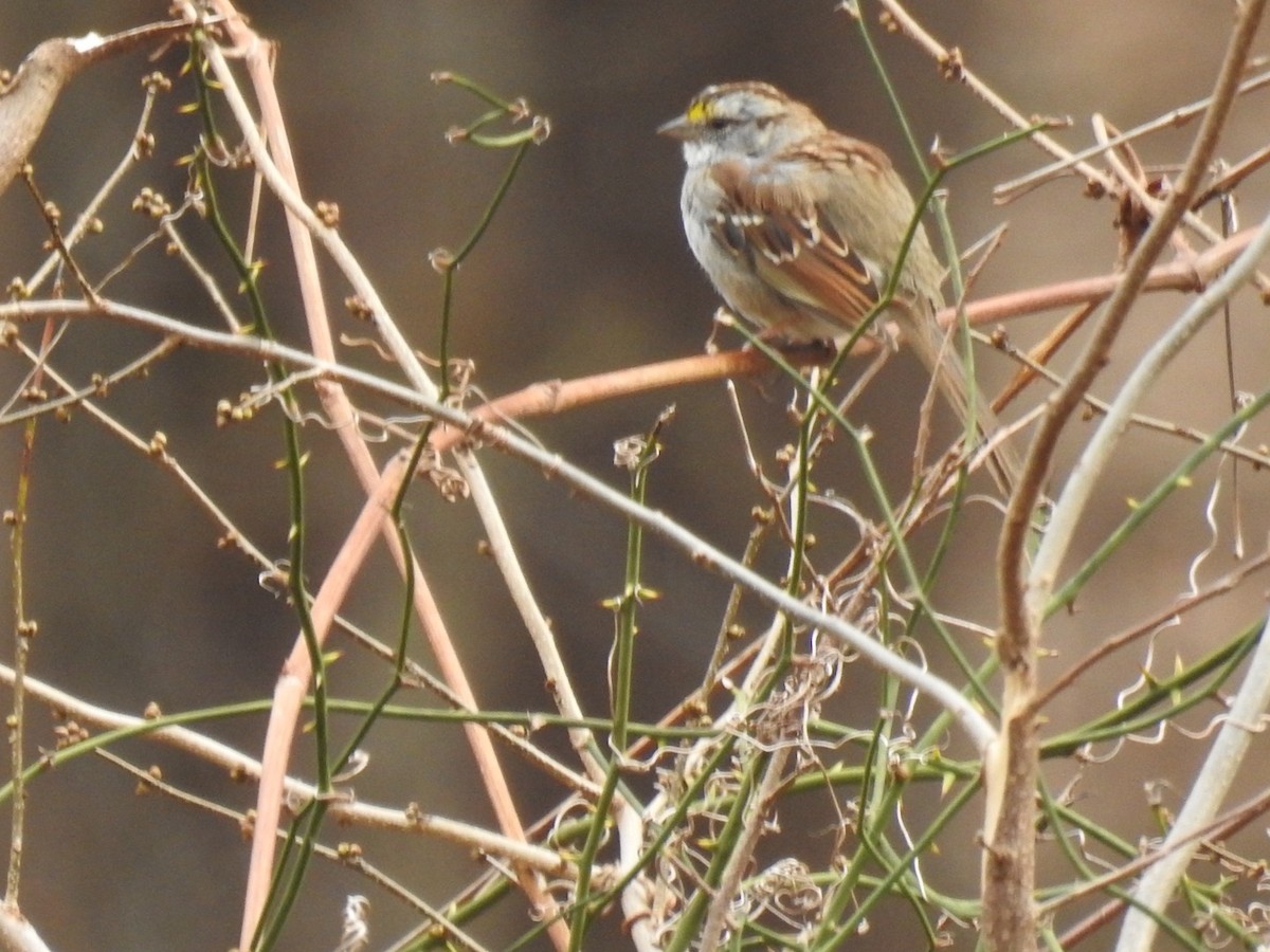 White-throated Sparrow - ML616789636