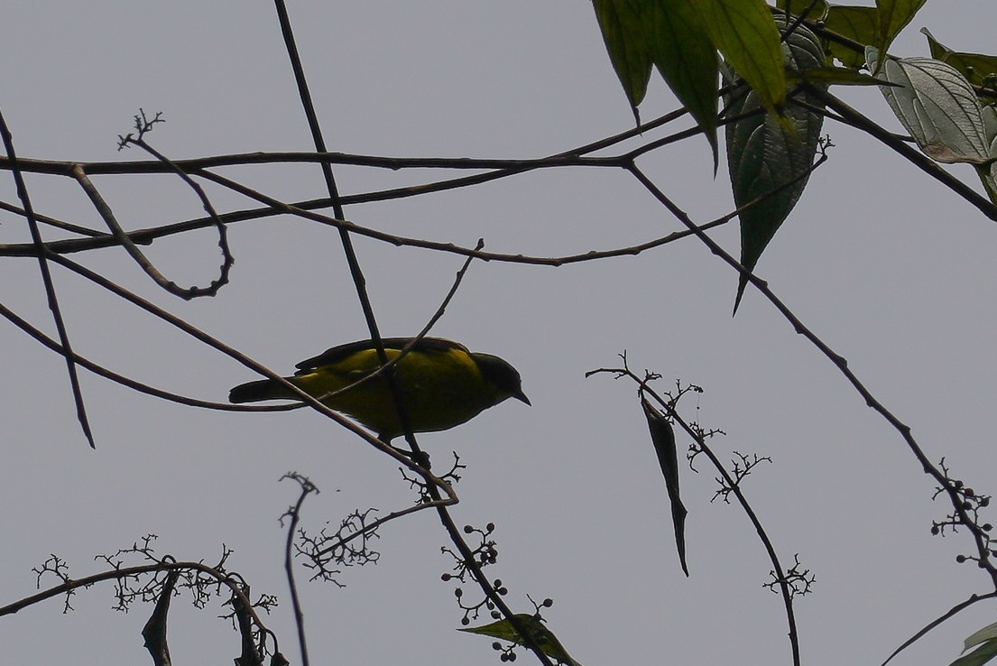 Yellow-backed Tanager - ML616789688