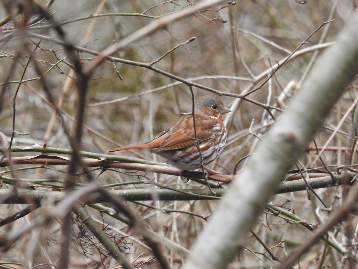 Fox Sparrow (Red) - ML616789722