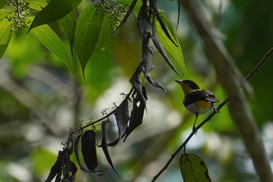 Yellow-backed Tanager - ML616789738