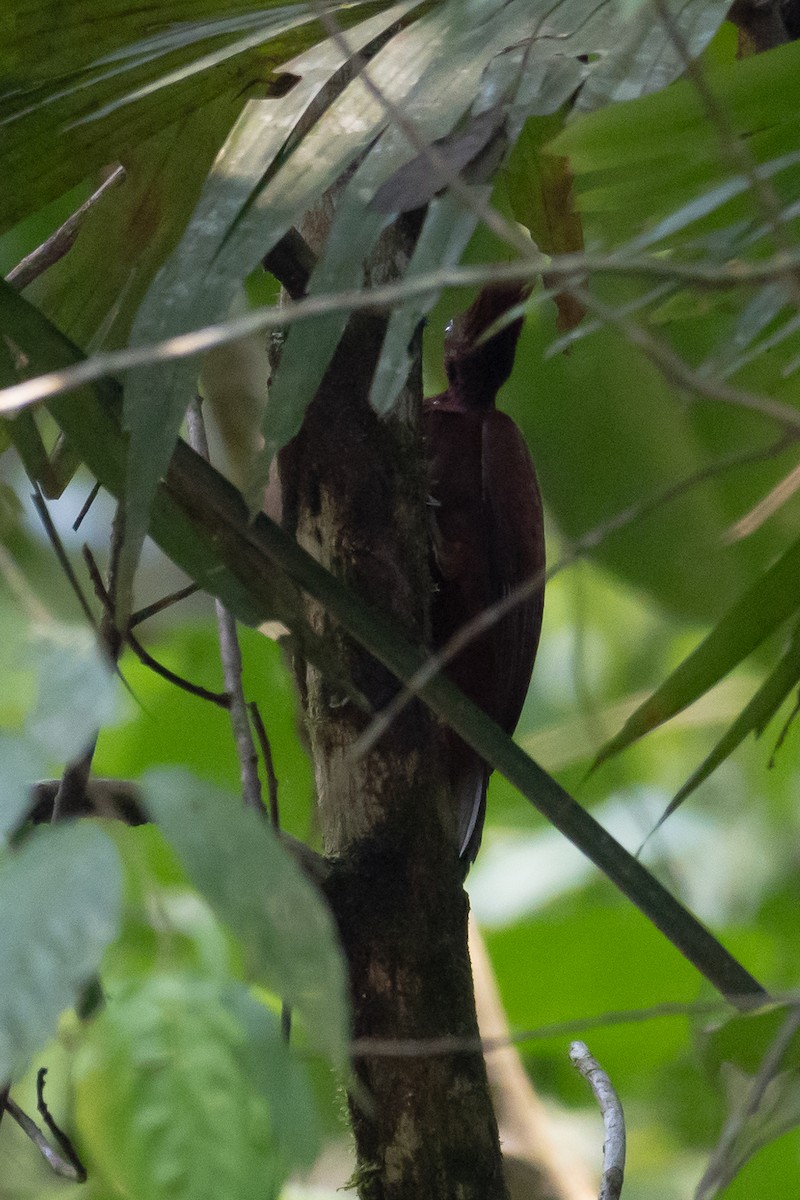 Chestnut Woodpecker - ML616789757