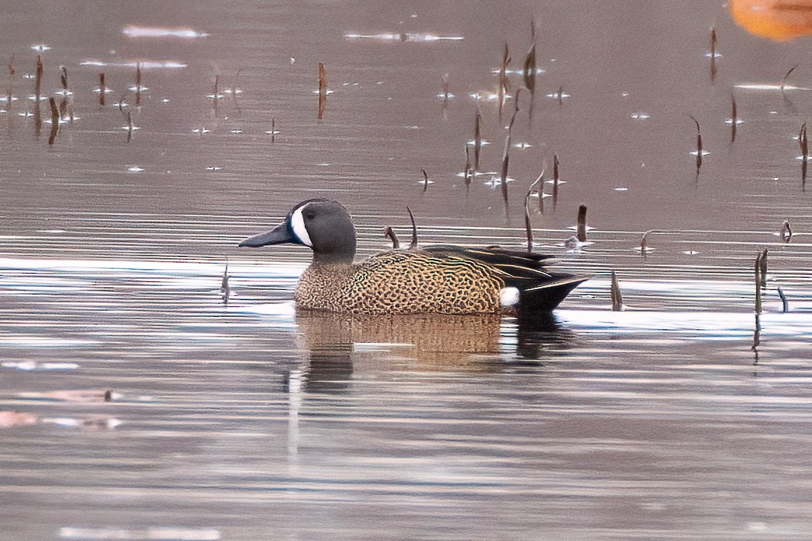 Blue-winged Teal - ML616789781