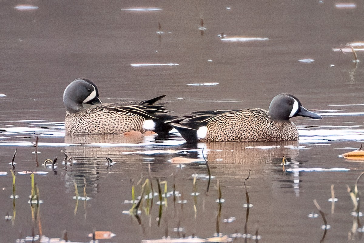 Blue-winged Teal - ML616789782