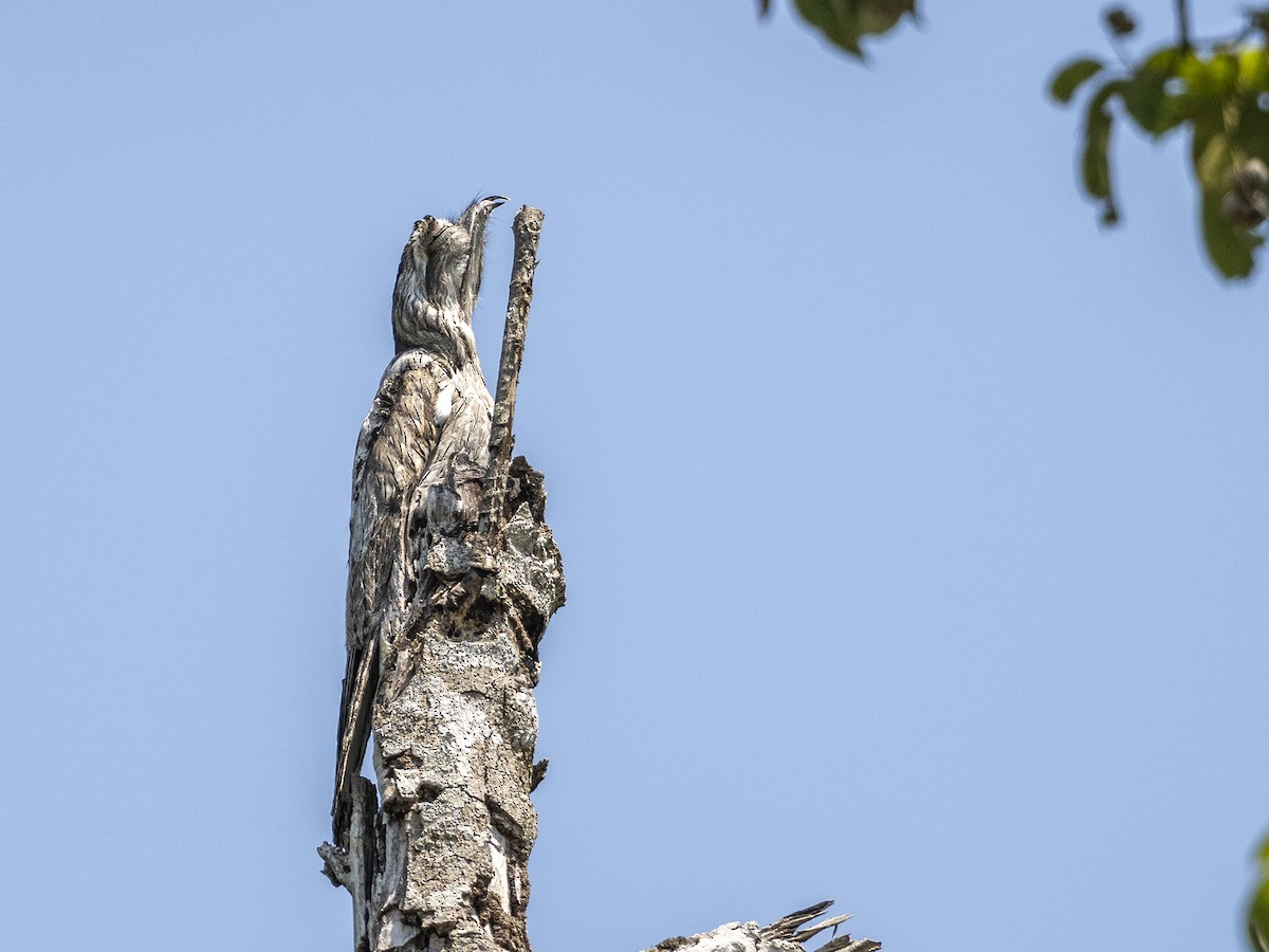 Northern Potoo (Middle American) - ML616789891