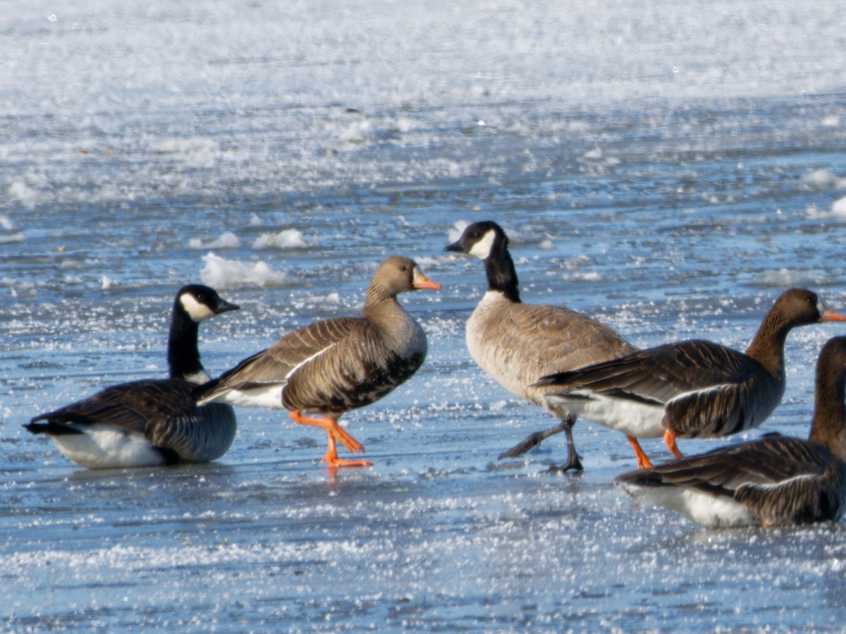 Greater White-fronted Goose - ML616789956