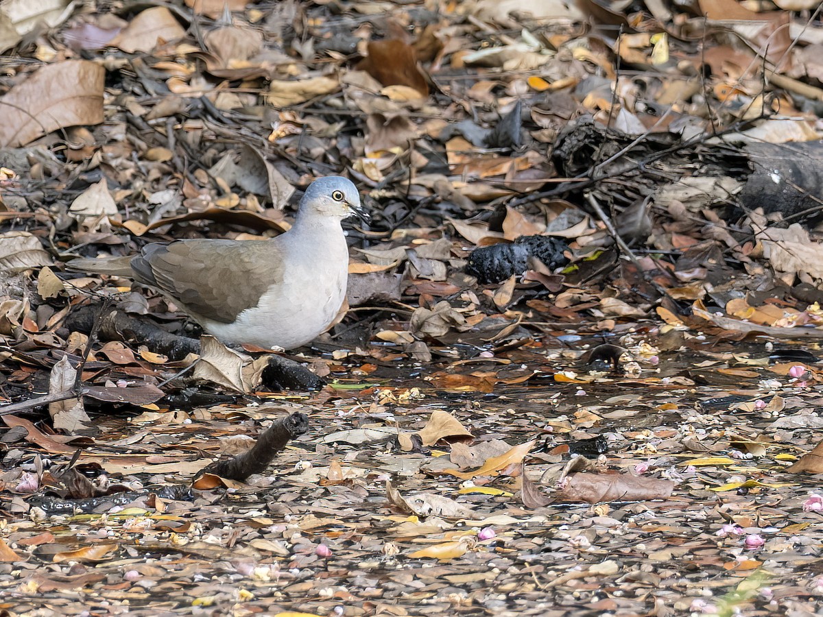 Gray-headed Dove - ML616790076