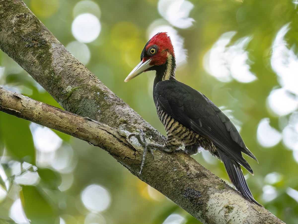 Pale-billed Woodpecker - ML616790161