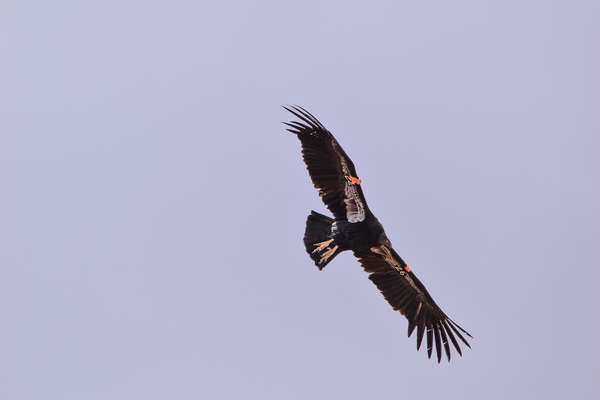 California Condor - ML616790435