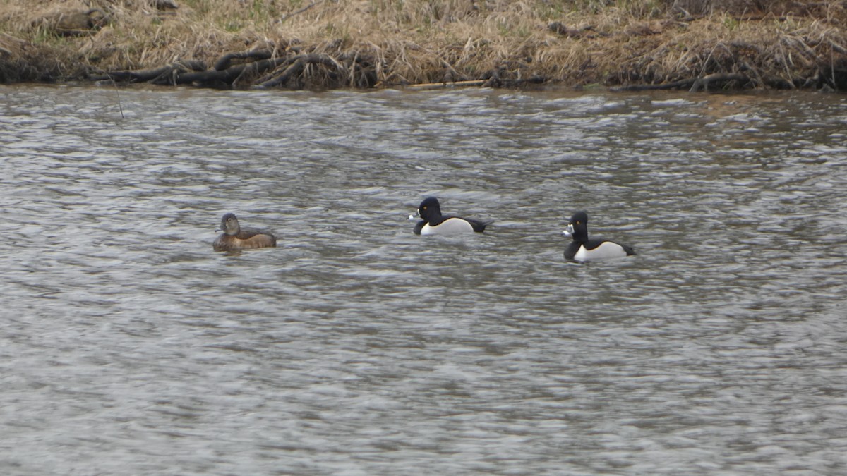 eBird Checklist - 1 Apr 2024 - Big Bend SFWA--East - 35 species