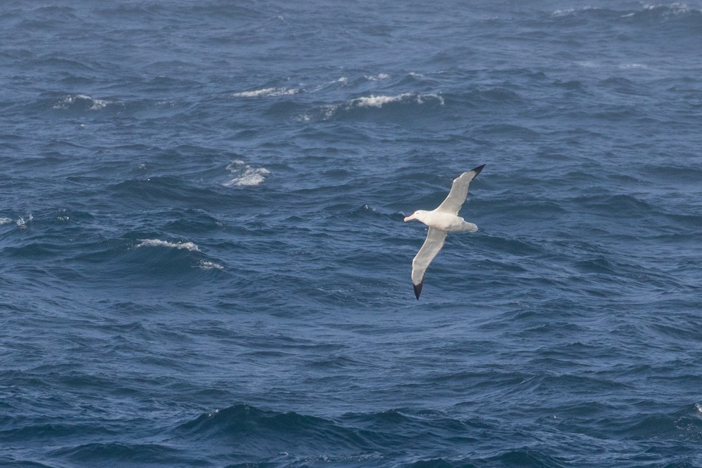 Snowy Albatross - ML616790464