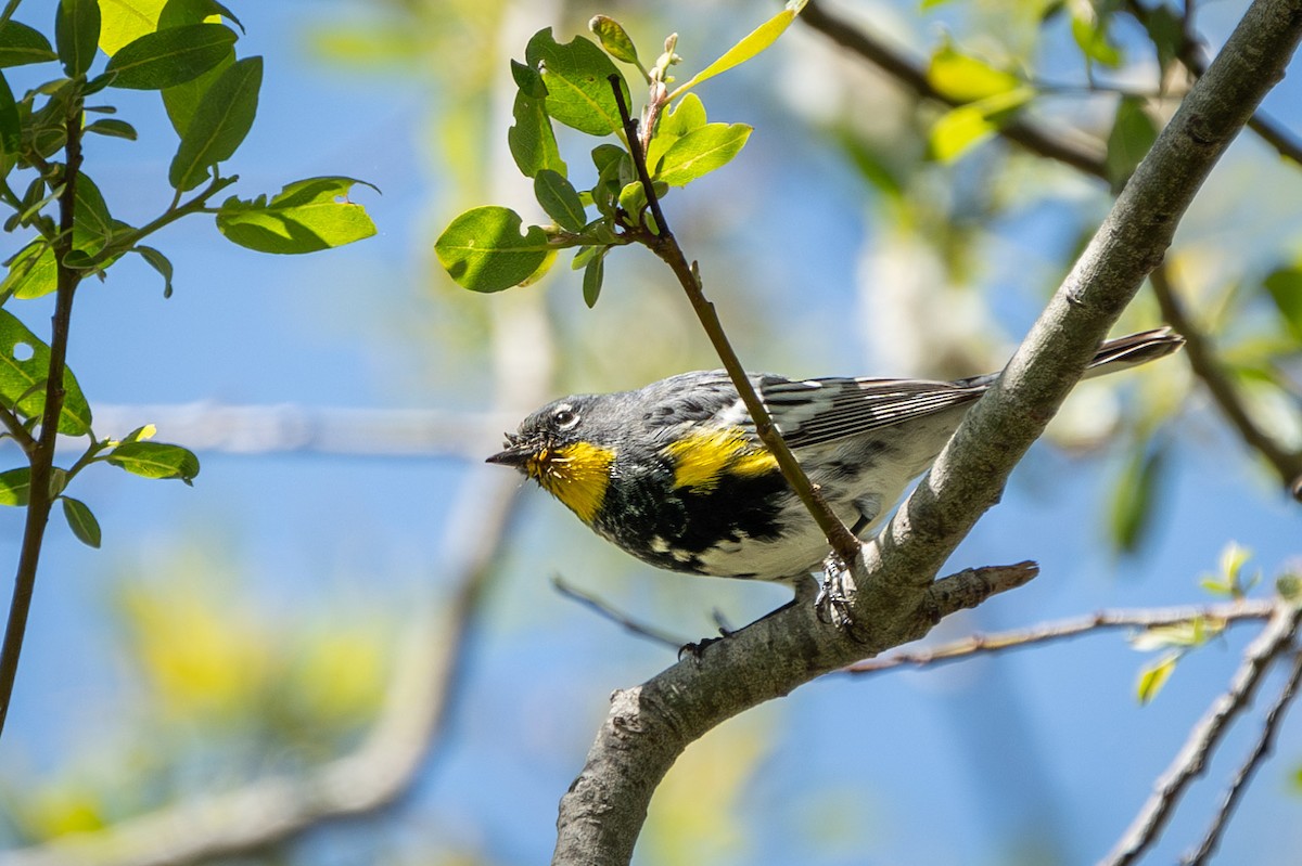 Yellow-rumped Warbler (Audubon's) - ML616790468