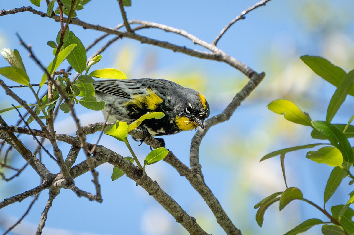 Yellow-rumped Warbler (Audubon's) - ML616790473