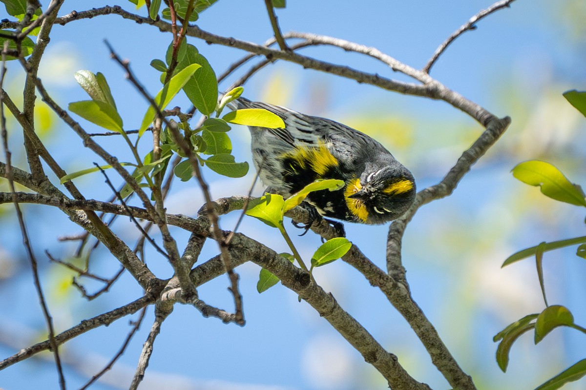 Yellow-rumped Warbler (Audubon's) - ML616790478