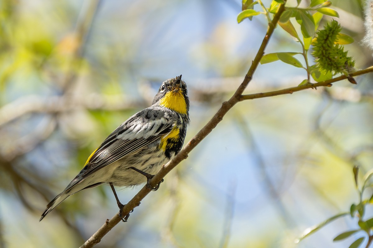 Yellow-rumped Warbler (Audubon's) - Carole Rose