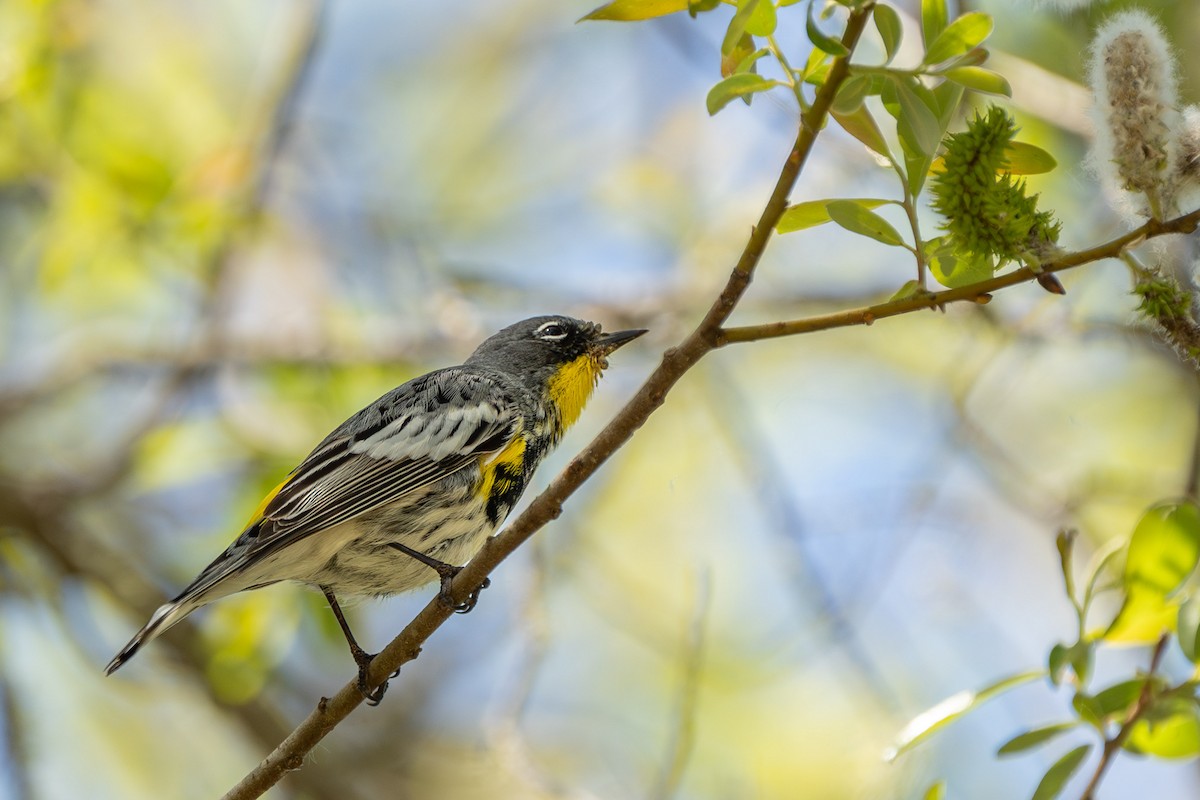 Yellow-rumped Warbler (Audubon's) - ML616790483