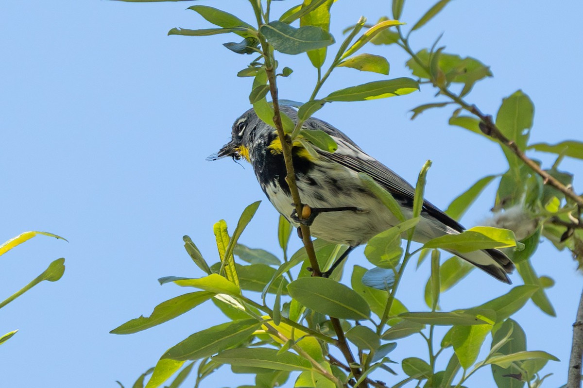 Yellow-rumped Warbler (Audubon's) - Carole Rose