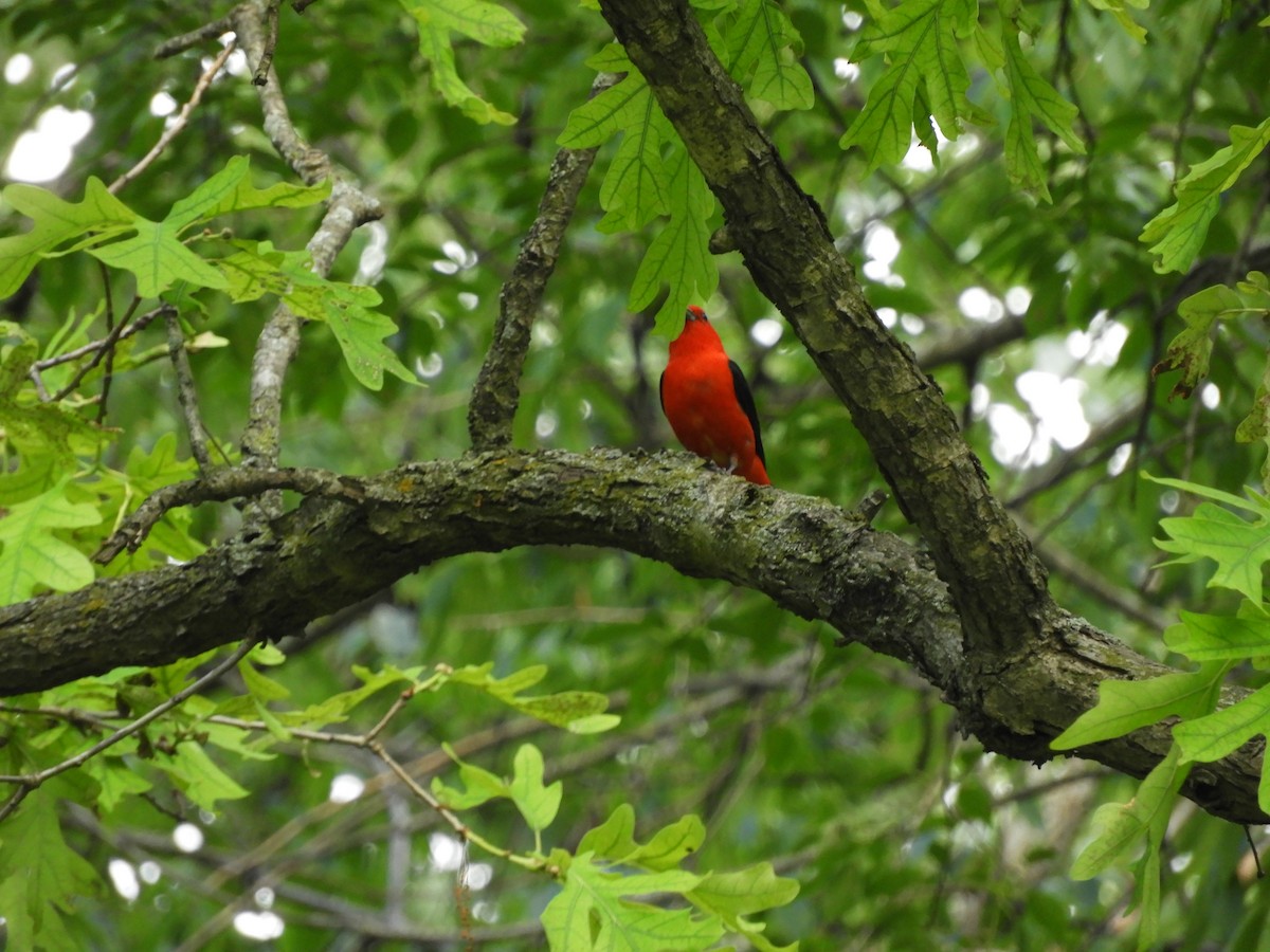 Scarlet Tanager - ML61679061