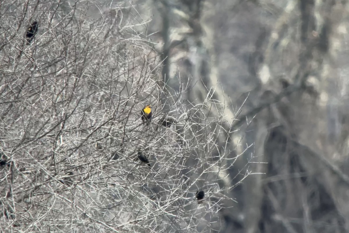 Yellow-headed Blackbird - ML616790624