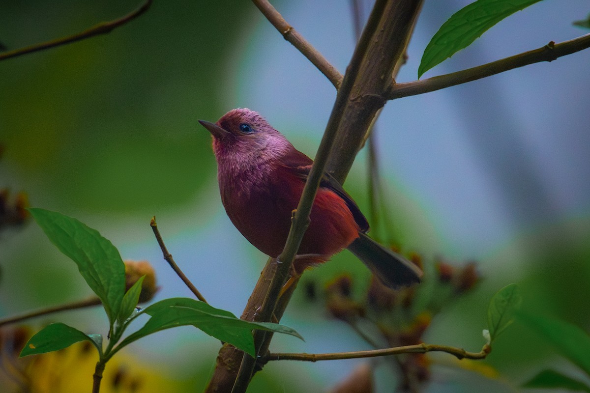 Pink-headed Warbler - William Smith