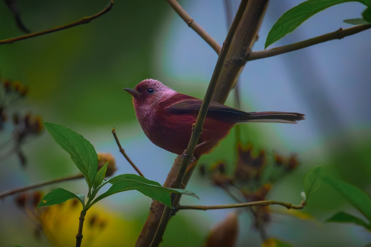Pink-headed Warbler - William Smith