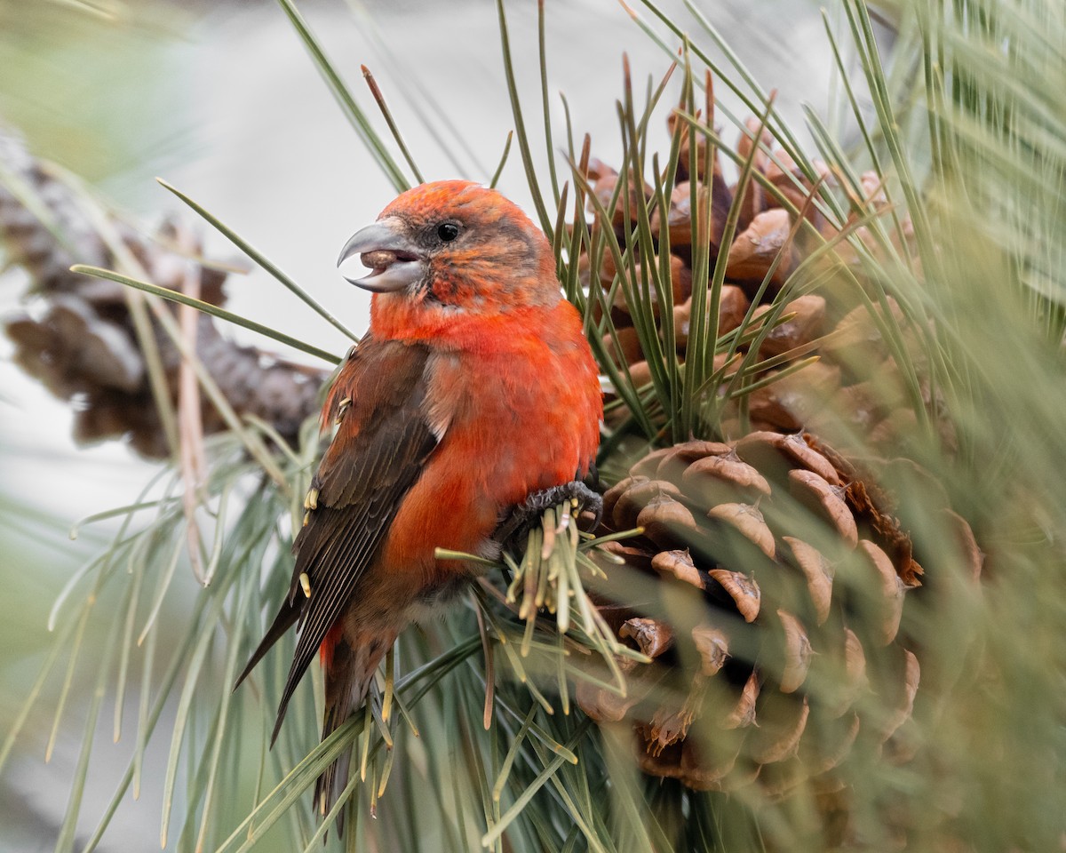 Red Crossbill - Hannah Criswell