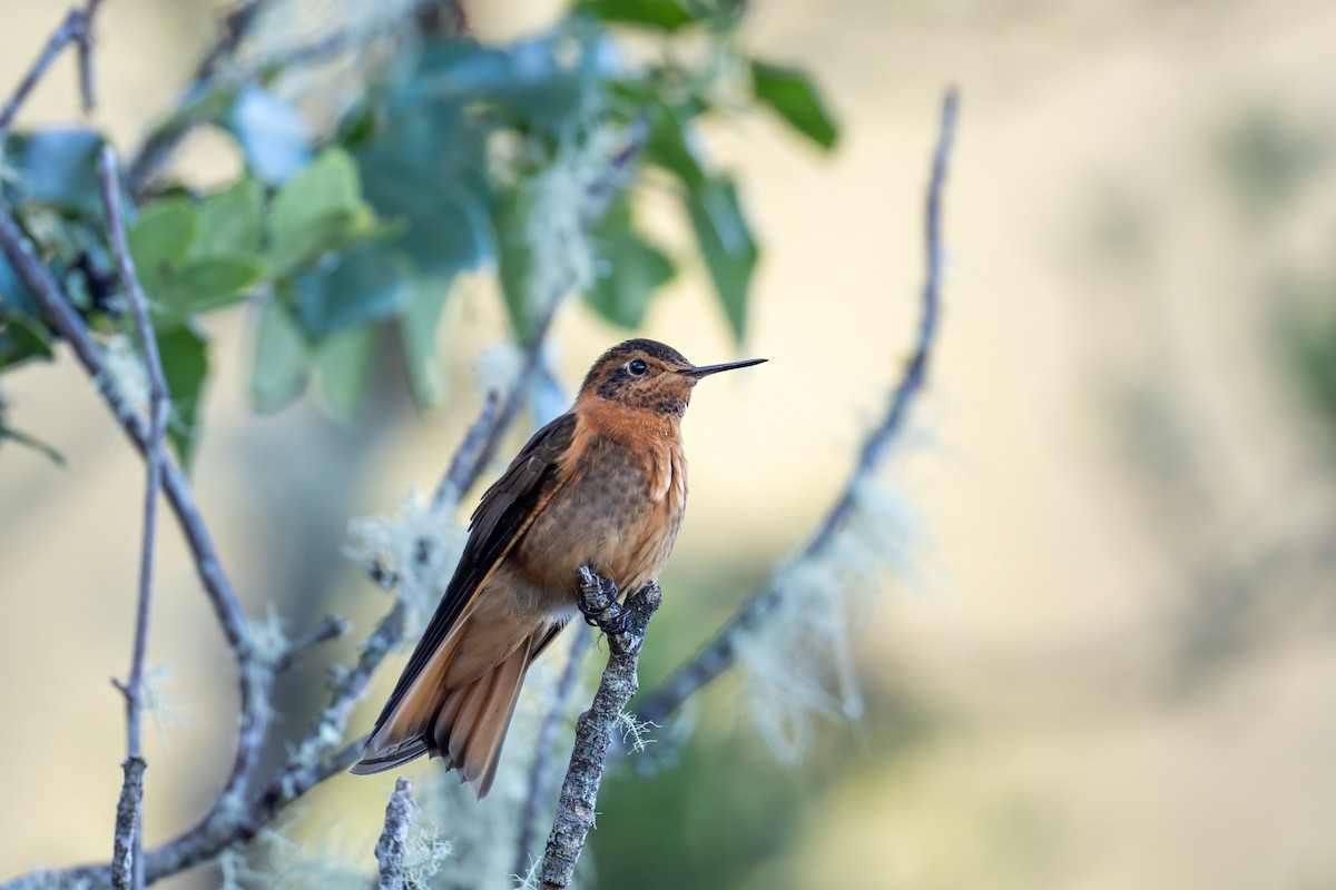 kolibřík duhovohřbetý - ML616790689