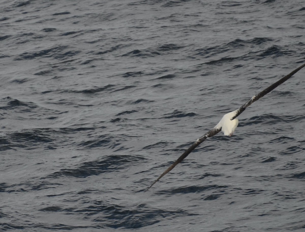 Northern Royal Albatross - ML616790750