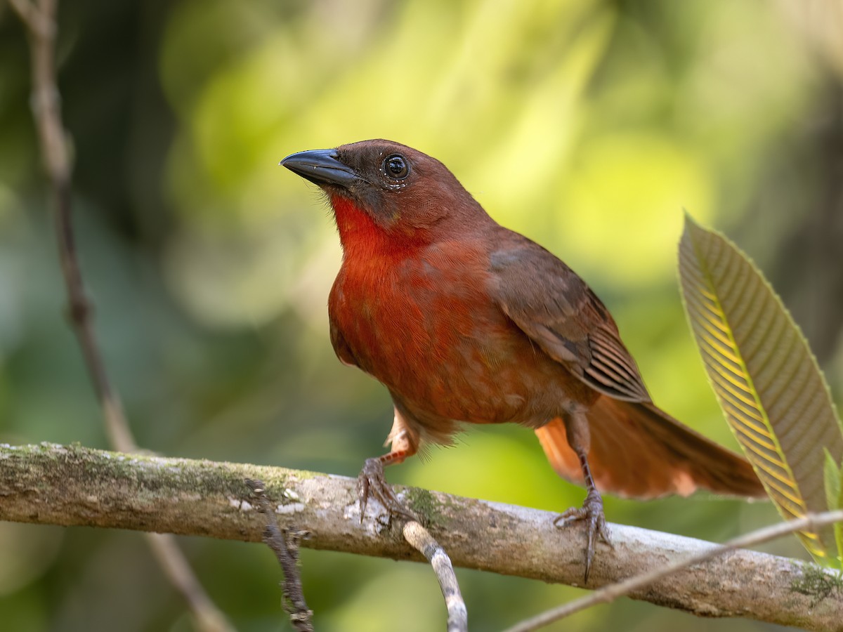 Red-throated Ant-Tanager (Salvin's) - Andres Vasquez Noboa
