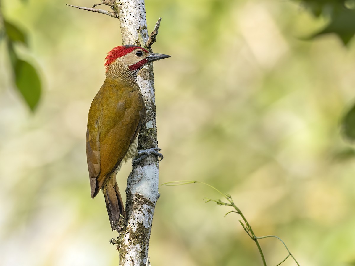 Golden-olive Woodpecker - Andres Vasquez Noboa