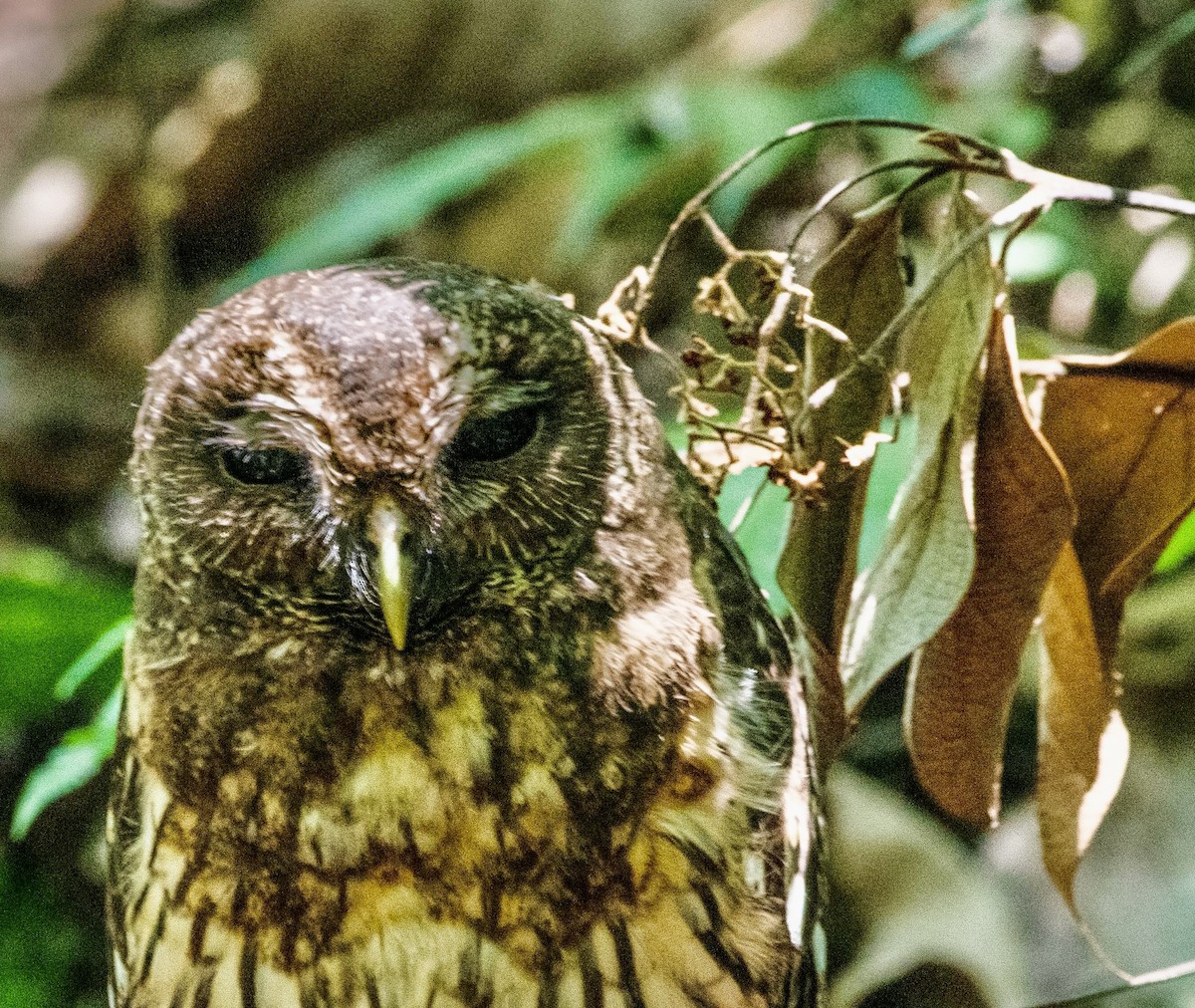 Mottled Owl - ML616790886