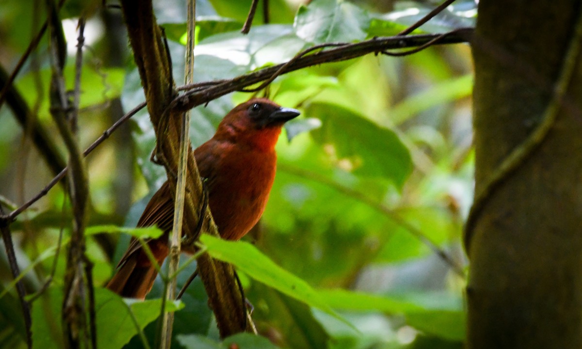 Red-throated Ant-Tanager - ML616790912