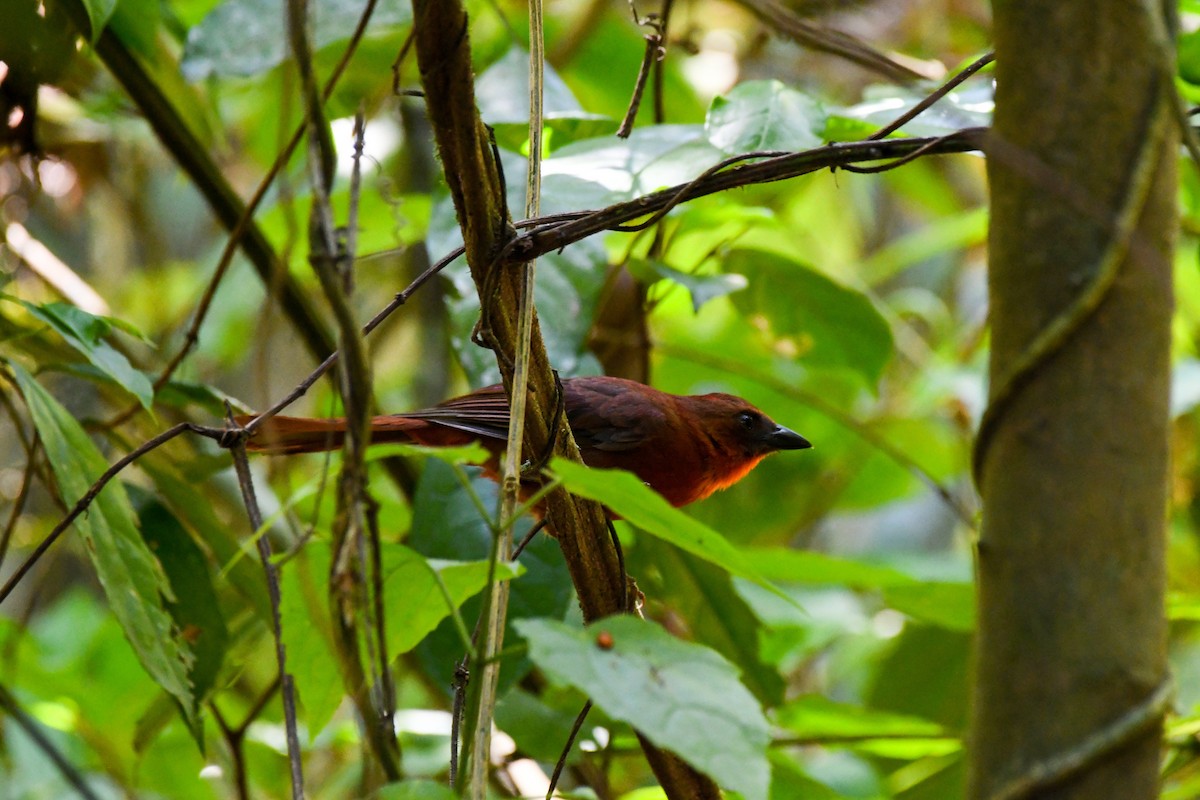 Red-throated Ant-Tanager - ML616790913