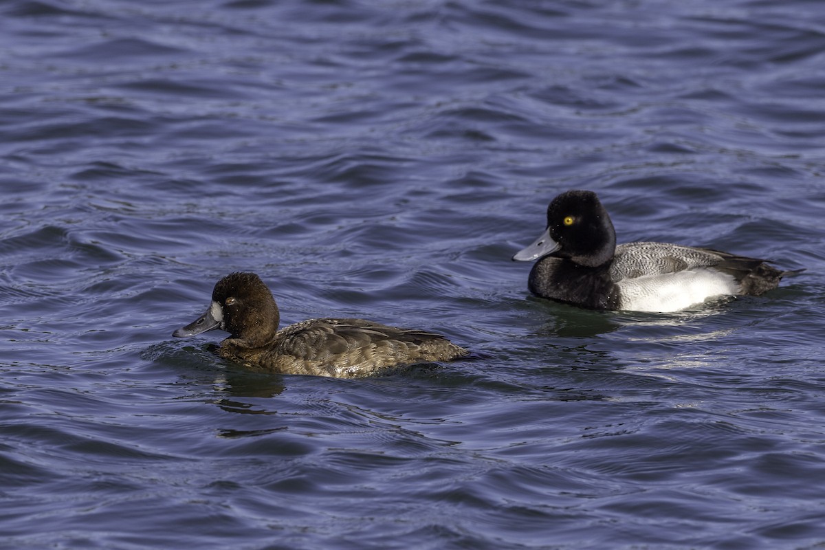 Greater Scaup - ML616790914