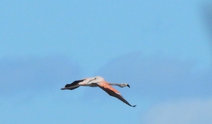 Chilean Flamingo - Silvana Frigerio