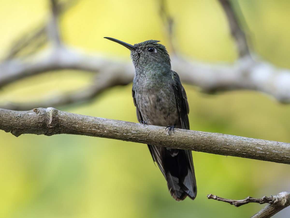 Scaly-breasted Hummingbird - Andres Vasquez Noboa
