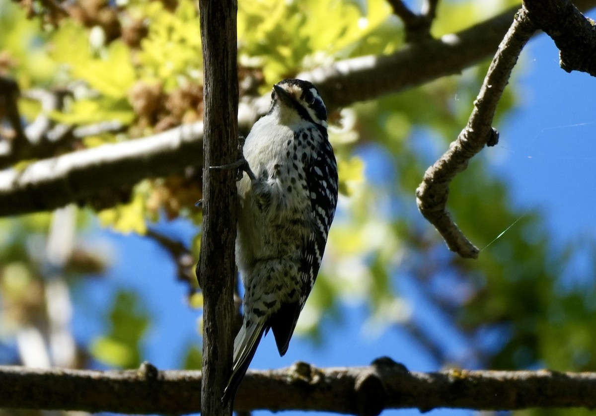 Nuttall's Woodpecker - ML616791101