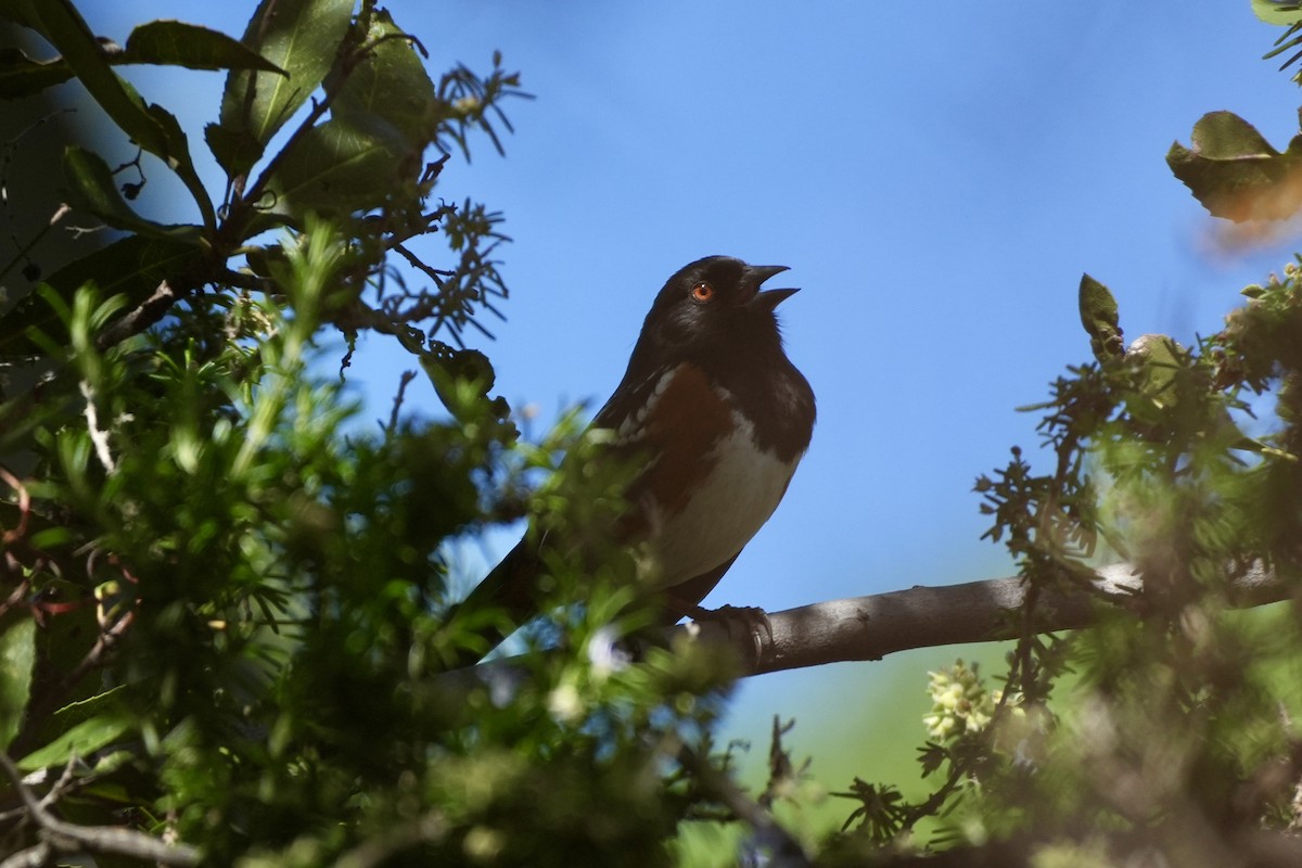 Spotted Towhee - ML616791113