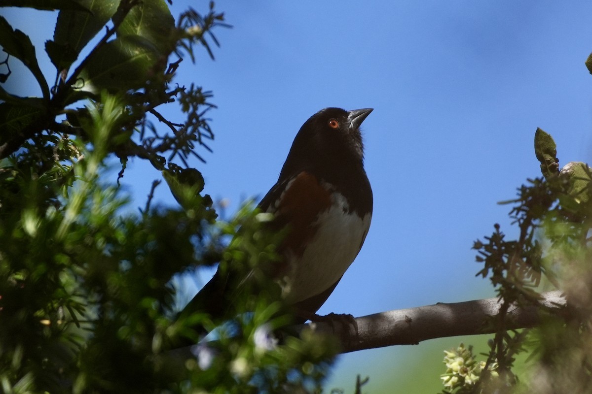 Spotted Towhee - ML616791114