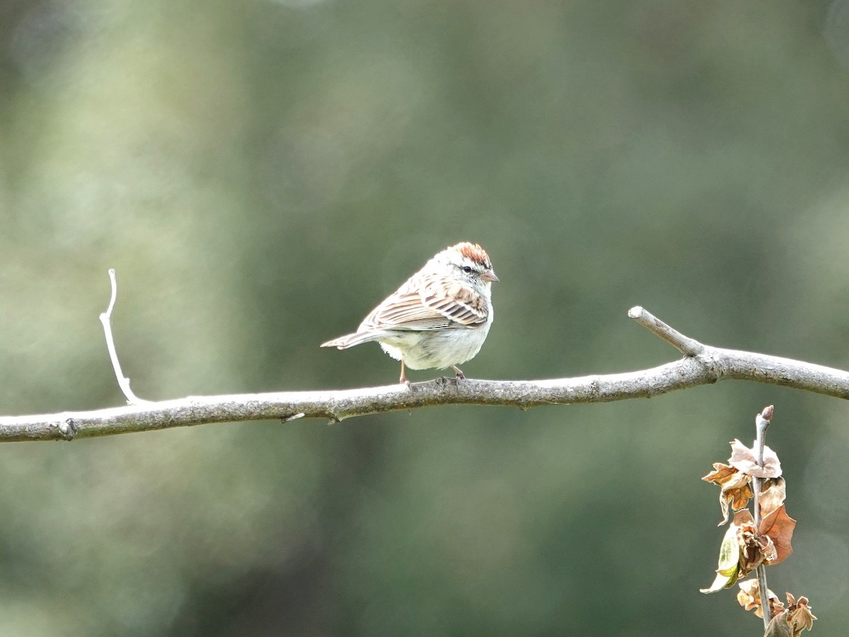 Chipping Sparrow - Monica P