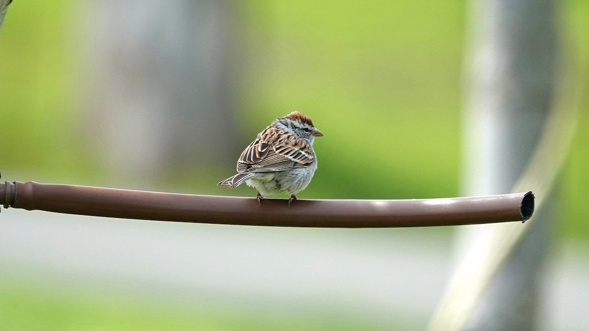 Chipping Sparrow - ML616791127