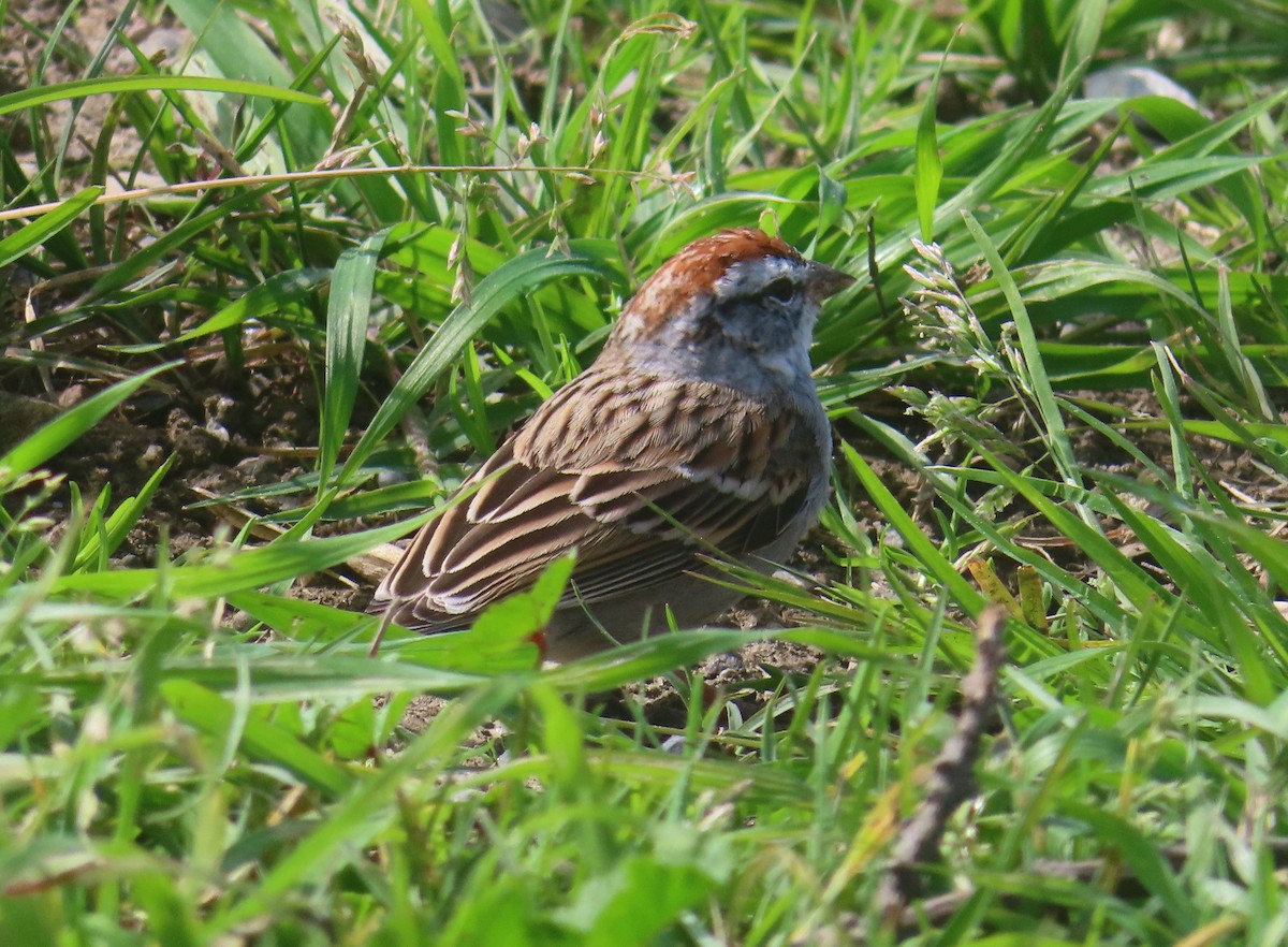 Chipping Sparrow - ML616791128