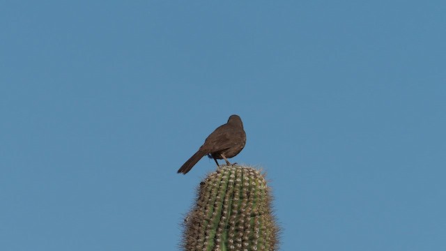 kaktusspottefugl (palmeri gr.) - ML616791265