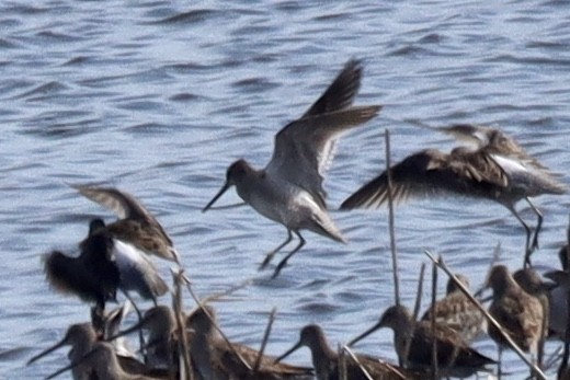 Long-billed Dowitcher - ML616791430